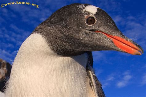 Gentoo Penguins in Antarctica - WOW!!!