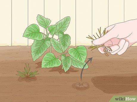 How to Plant Callaloo in Your Garden (with Pictures) - wikiHow