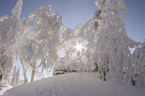 Bavarian Forest Winter - Free photo on Pixabay - Pixabay