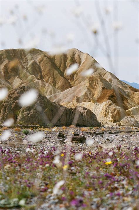 Death Valley Superbloom