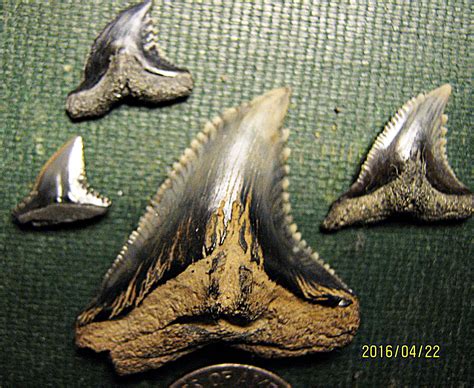 Snaggletooth Shark Teeth from Calvert Cliffs, Maryland - Members Gallery - The Fossil Forum