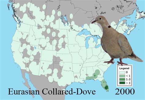 Eurasian Collared-Doves conquering America - FeederWatch