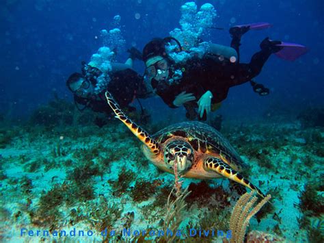 Fernando de Noronha Diving and Snorkeling » Natal