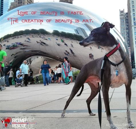 Italian Greyhound Memes - part 1 - ROMP Italian Greyhound Rescue ...