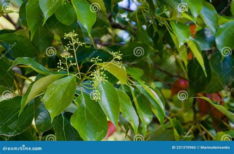 Close-up of Blossom of Camphor Tree Cinnamomum Camphora Common Camphor Wood or Camphor Laurel ...