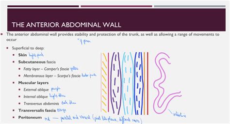 The Anterior Abdominal Wall Flashcards | Quizlet