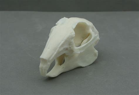 Replica Rabbit Skull