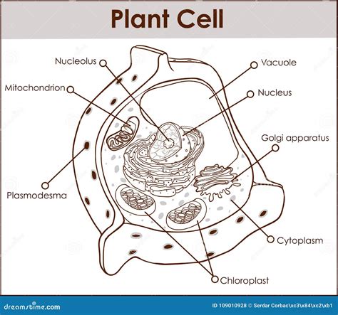 Amyloplast Vector Illustration Structure Diagram. Labeled Medical ...