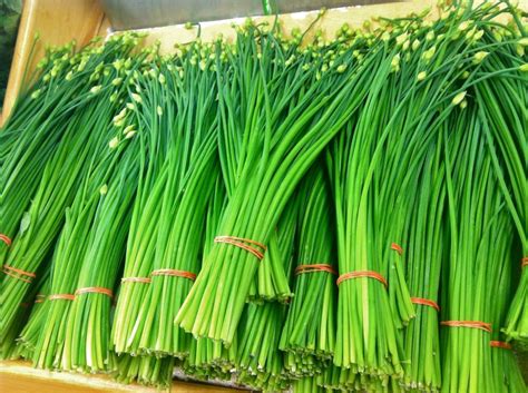 Flowering Chinese Leek,popular Chinese specialty herb - Asian Vegetable ...