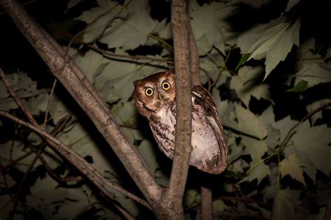 8 Owls You Might Hear at Night & Their Haunting Calls