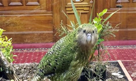 Sirocco at Parliament | Conservation blog