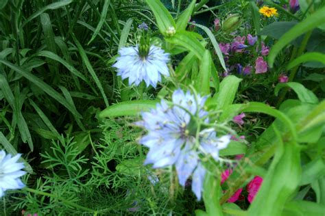 Nigella, Love in a Mist | Plants, Garden, Mists