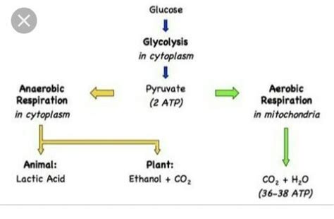 😍 End product of aerobic respiration. Difference between Aerobic and Anaerobic Respiration. 2019 ...