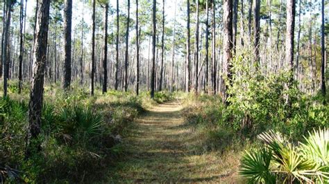 Blackwater River State Park | Florida State Parks