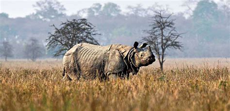 Kaziranga National Park, Kaziranga Tiger Reserve & Wildlife Sanctuary, Assam India