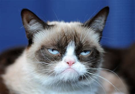 Best Grumpy Cat Memes of All Time: Remembering the Cat After Her Death - Thrillist