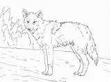 Coyote Howling Coloring Page  ColoringBay sketch template