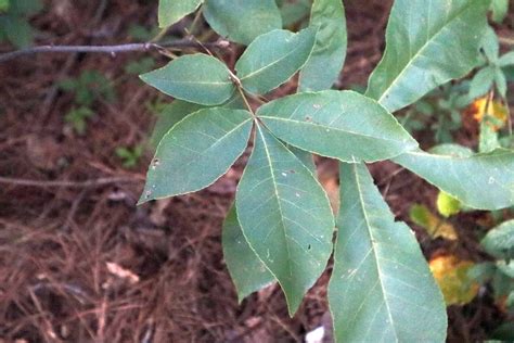 The Pignut Hickory Tree - Footsteps in the Forest