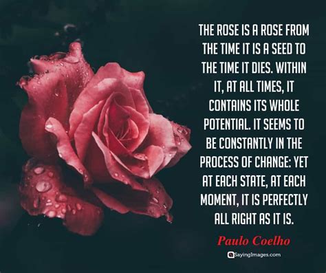 35 Amazing Roses Quotes That Celebrate Life's Beauty - SayingImages.com