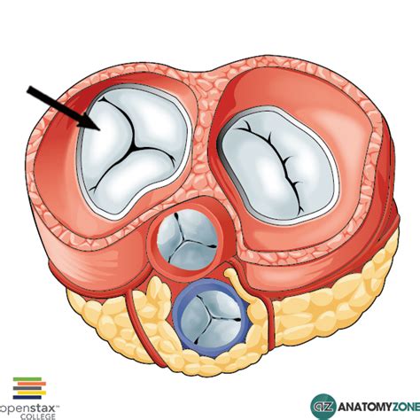 Mitral Valve: From The Mitral Valve To The Tricuspid