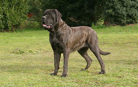 Mastiff Puppies For Sale - PetsForHomes