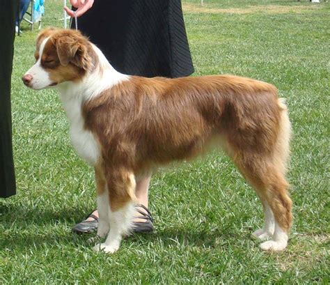 Miniature Australian Shepherd Dog Breed Information, Images ...