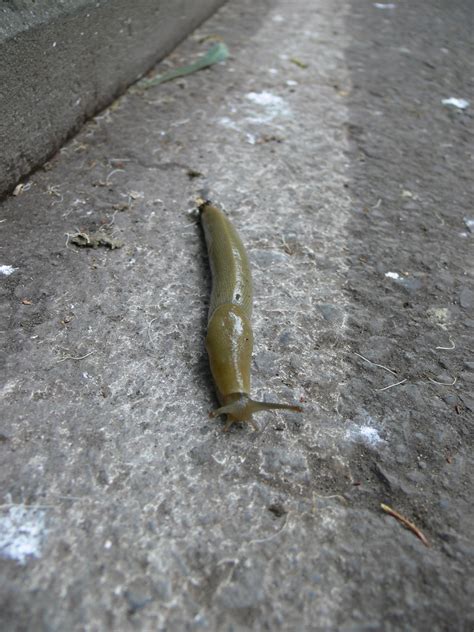 Giant slug | Even the slugs are huge here! This monster was … | Flickr