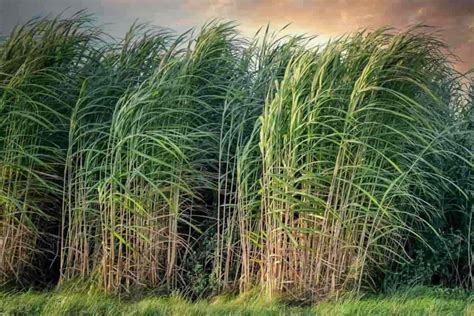 Top 24 Steps to Boost Sugarcane Yield: How to Increase Production, Size ...