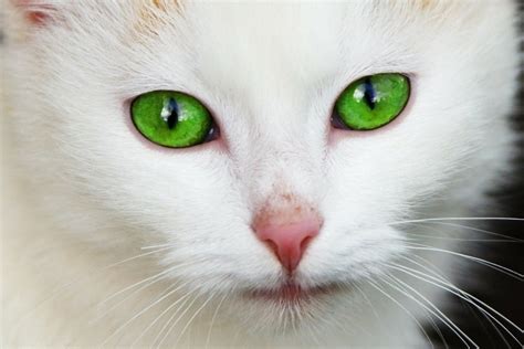 Cat Eyes: Vet-Reviewed Genetics, Color Changes & FAQ - Catster