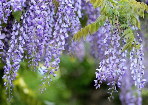 Pruning Wisteria Sinensis – When And How To Prune | Garden Yard