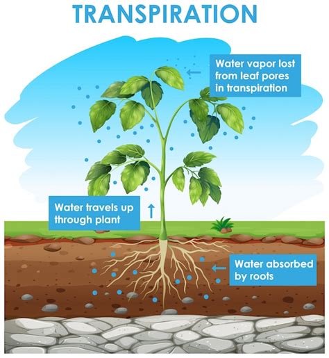 Free Vector | Diagram showing transpiration in plant