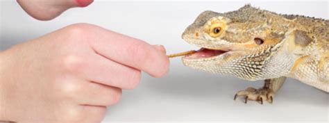 Bearded Dragon Diet: The Complete Bearded Dragon Diet Guide (2020)