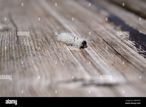 Fuzzy white hickory tussock moth caterpillar. Insect that can cause allergic skin reactions ...