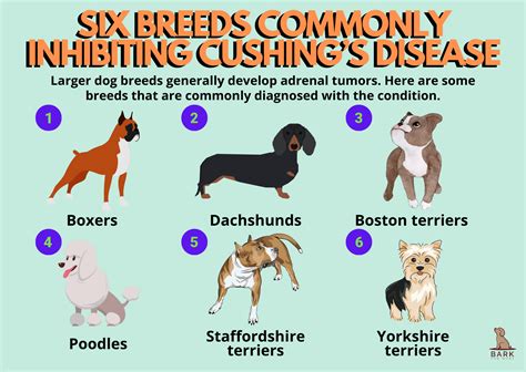 A Comprehensive Guide On Diagnosis And Treatment Of Cushing’s Disease In Dogs | Bark For More