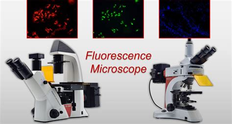 Fluorescence Microscopy How Light Microscopes Work Ho - vrogue.co