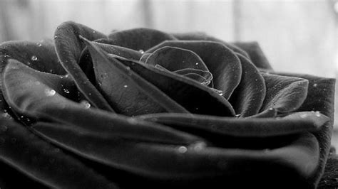 Black Rose Wallpaper HD | PixelsTalk.Net