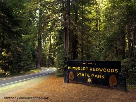 Humboldt Redwoods State Park. Largest old growth redwood forest in the world. California Coast ...