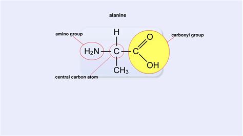 Structure of Amino Acid, Peptide Bonds & Polypeptides - YouTube