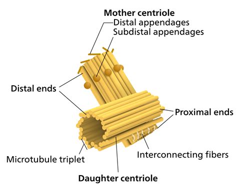 File:Centriole-en.svg - Wikimedia Commons