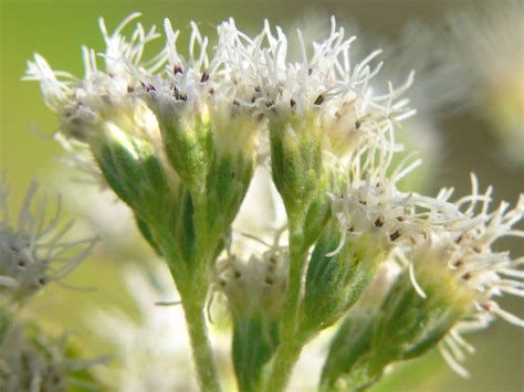 Eupatorium perfoliatum (boneset thoroughwort): Go Botany