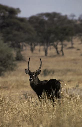 Waterbuck - Ten Random Facts