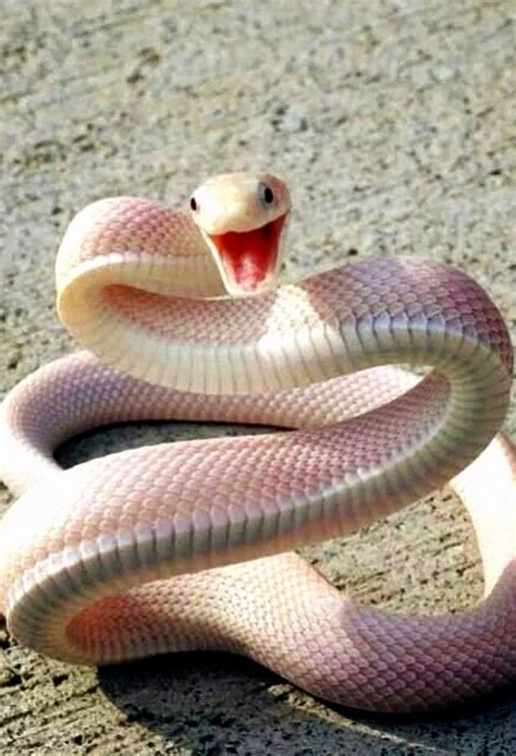 Serpiente blanca o albina | Cute reptiles, Snake, Cute snake