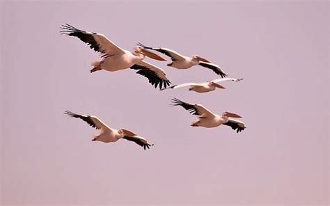 Pelican migration: A photo essay | Julian Alper | The Blogs