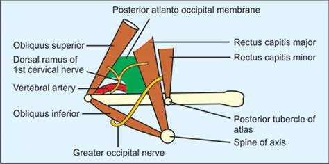 Suboccipital Triangle Boundaries