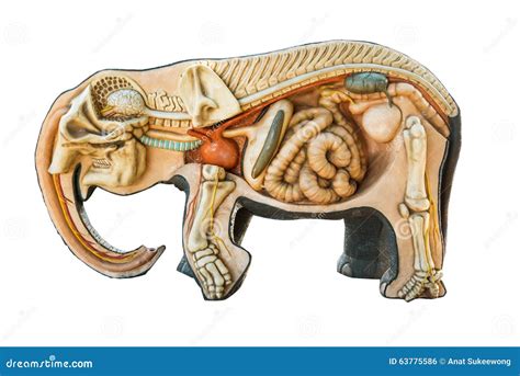 Centro de la ciudad reforma relajado elefante anatomia Prevalecer 945 giro