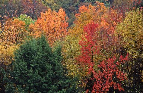 Autumn colors Allegheny National Forest Photograph by Blair Seitz - Fine Art America