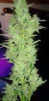 Royal Dwarf (Royal Queen Seeds) :: Hanfsorten Galerie