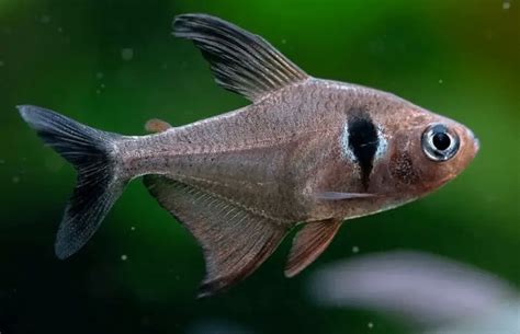 Black Phantom Tetra For Sale - ukldtyhjcfb2