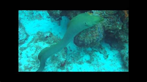 Green Moray Eel Attacks Diver ★★★★★ - YouTube