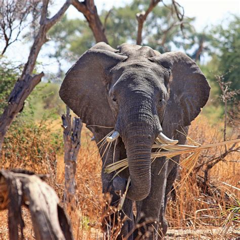 Download wallpaper: Elephant in Okavango Delta 1024x1024